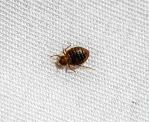 Bed Bug Exterminators | West Virginia | Virginia | Standard ...