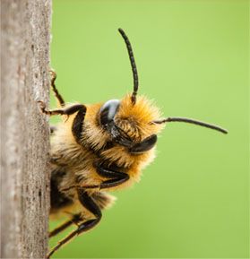 Bees and Stinging Pests
