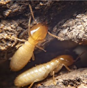 Termites