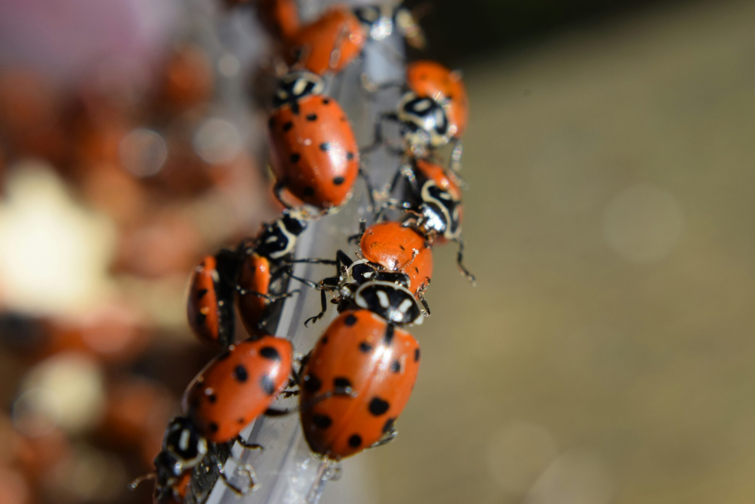 Lady Bugs