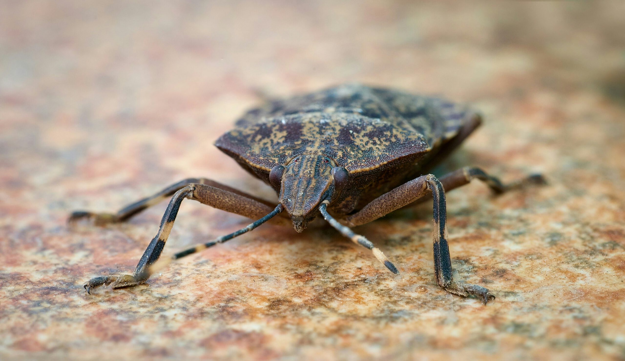 Stink Bugs